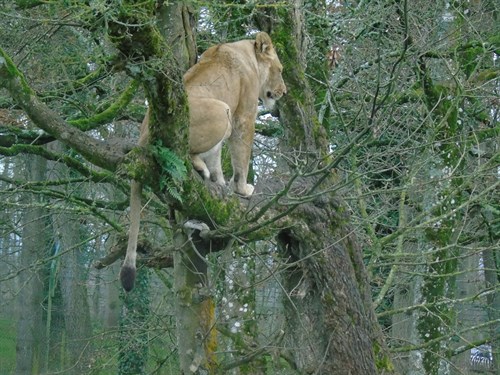 Lion In Tree