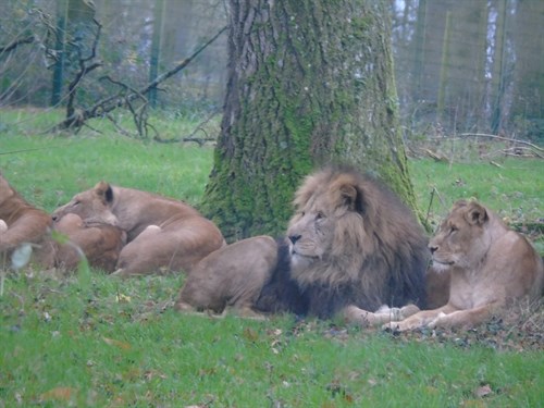 Lions