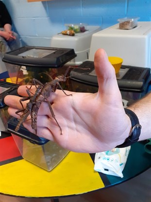 Beverley School Sams Safaris Insects