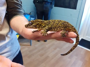 Beverley School Sams Safaris Lizard Visitor