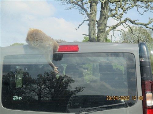 Monkey On Car With Students In