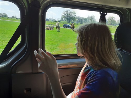 Student In Car Looking At Animals