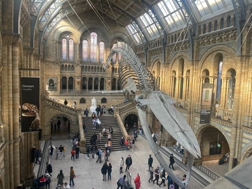 NHM Dinosaur