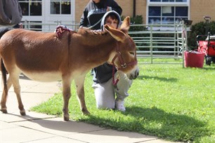 Home Tree Therapeutic Donkeys Student Stroking Donkey