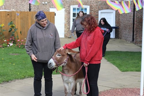 Home Tree Therapeutic Donkeys Student Walking Donkey