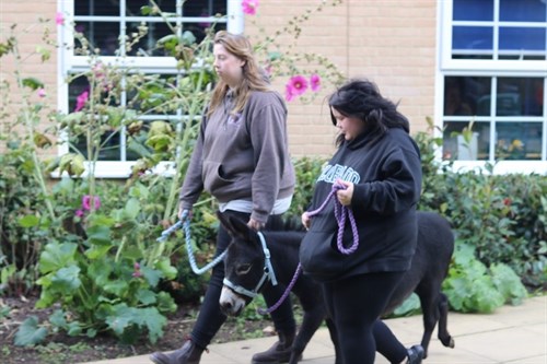 Home Tree Therapeutic Donkeys Student Walking Donkey Through Grounds
