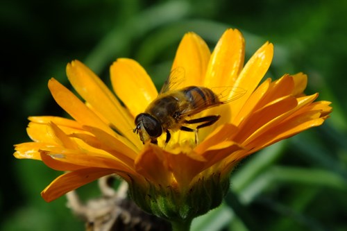 Flower Wasp