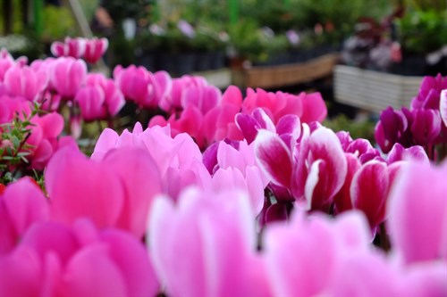 Pink Flower Patch