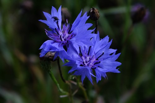 Purple Flower