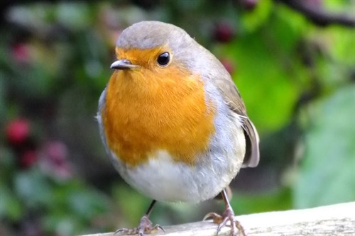 Robin