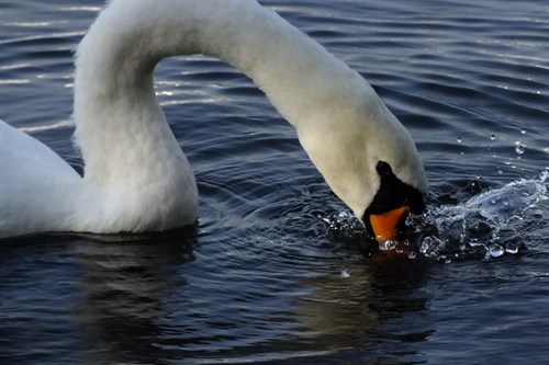 Swan