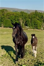 Horses 