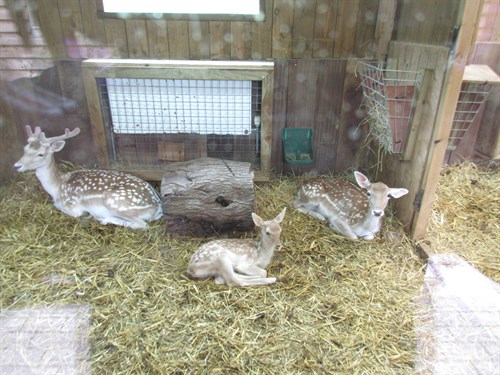 Deer