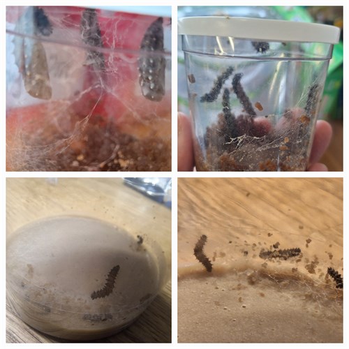 Caterpillars