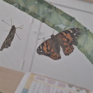 Butterfly 3