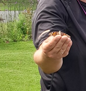 Butterfly 1