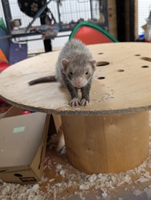 Lufton College Dark Ferret