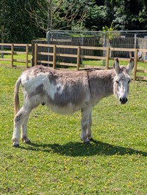 Lufton College Donkey