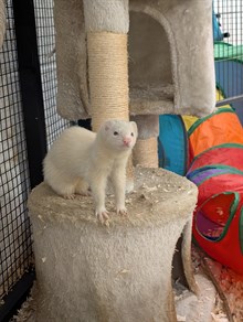 Lufton College Light Ferret