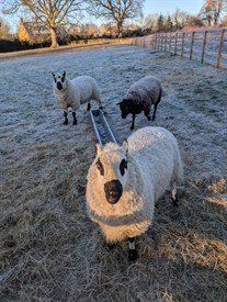 Lufton College White And Black Sheep