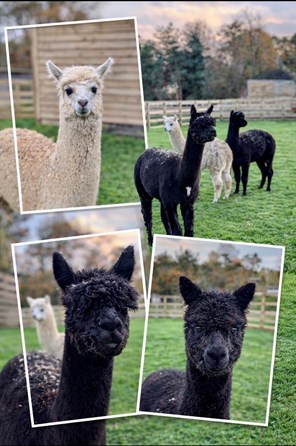 Alpacas At Lufton