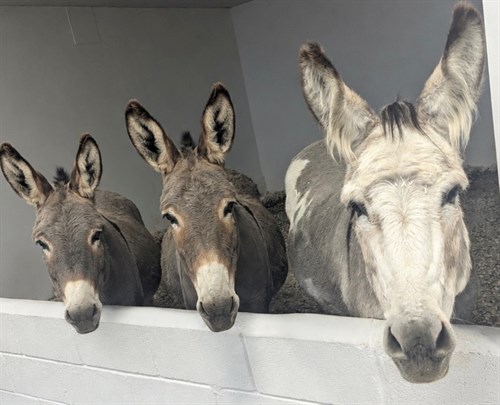 Donkeys