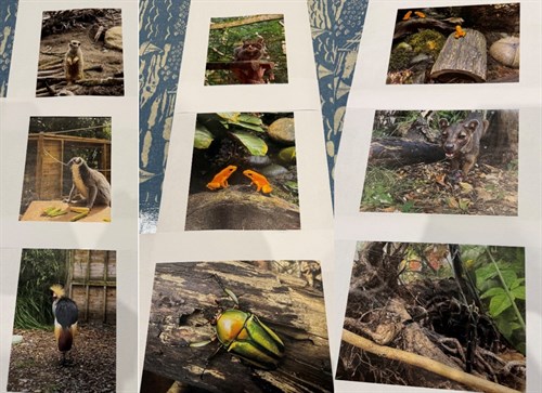 Wildlifecollage