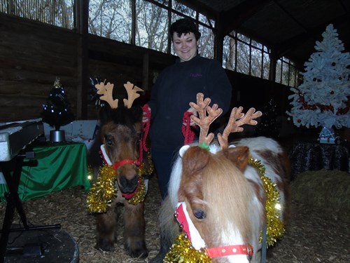 School Ponies Dressed As Reindeers
