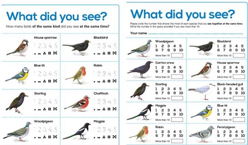 Bird Counting Game
