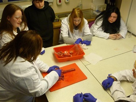 Science Lessons Looking At A Heart