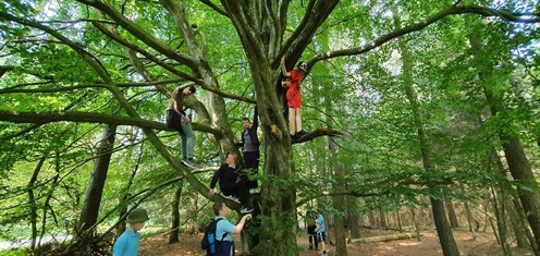 Scarborough Dalby Forest Students Exploring In The Trees