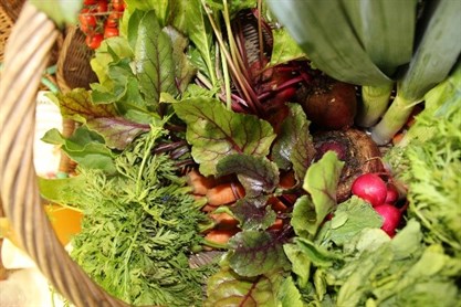 Harvest Celebrations 2022 Salad From Allotment