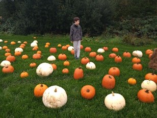 Pumpkin Festival Student In Pumpkin Patch