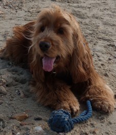 Ruut The Therapy Dog