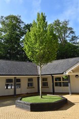 Hill House School Exterior Tree In Courtyard Area