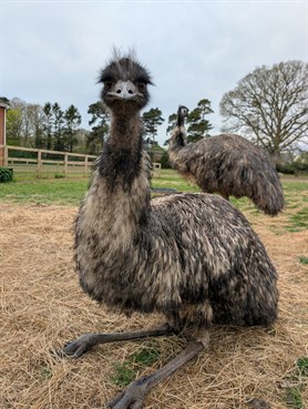 Emu