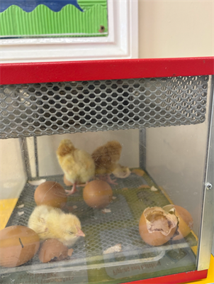 Chicks Hatching
