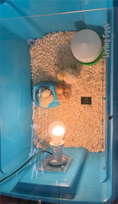 Chicks Under Lamps