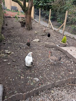 Chickens 2