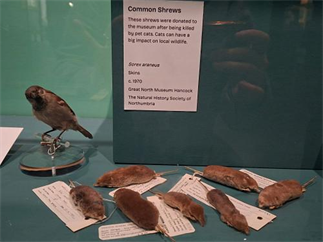 Common Shrews