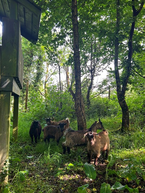 Goats