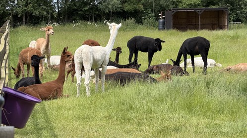 Beverley Butterwick Alpaca Retreat 2