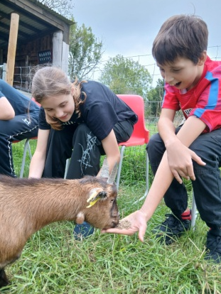 Group Feeding Goat