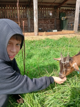 Young Boy Feeding Goat